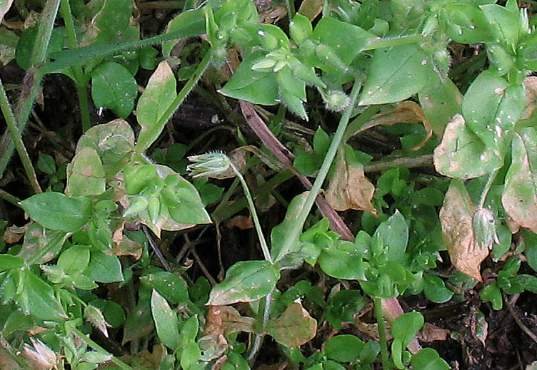 Detailed Picture 4 of Lesser Chickweed