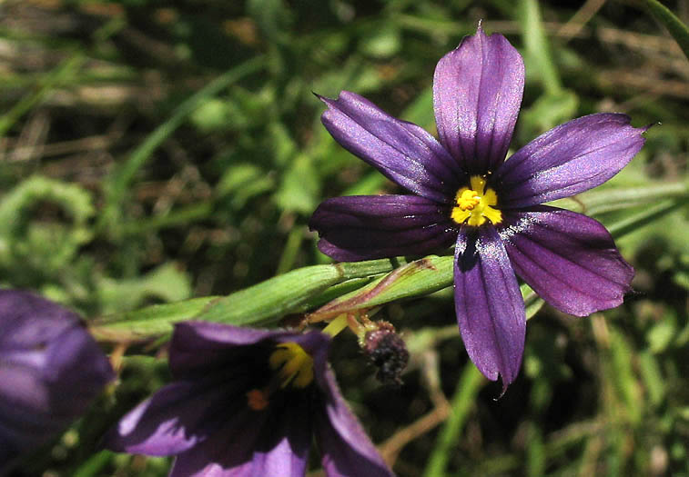 Detailed Picture 1 of Blue-eyed Grass