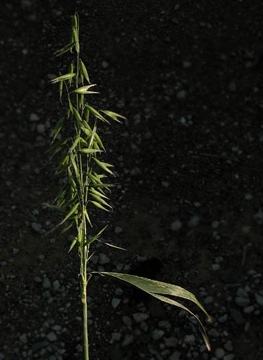 Detailed Picture 1 of Cultivated Oat