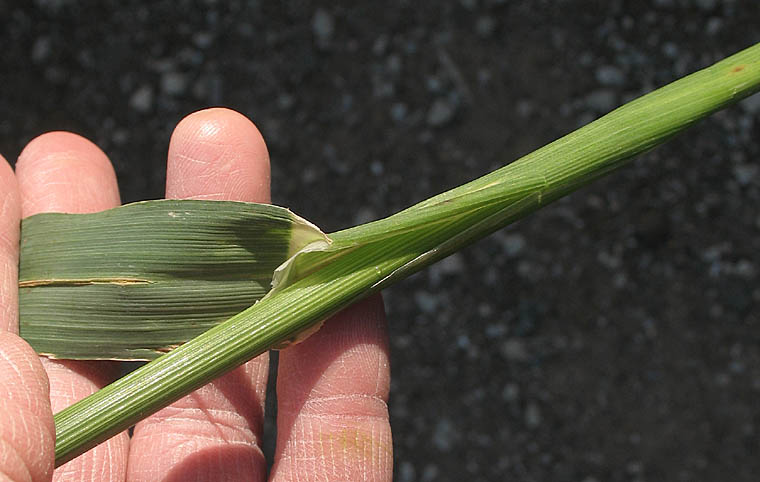 Detailed Picture 6 of Cultivated Oat