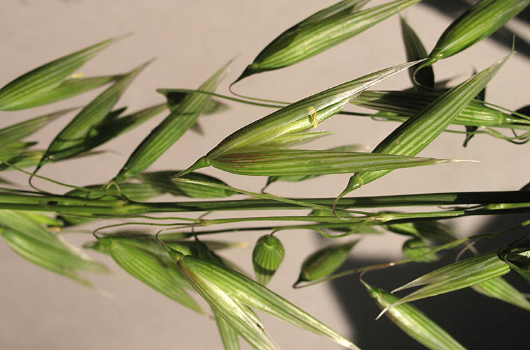 Detailed Picture 3 of Cultivated Oat