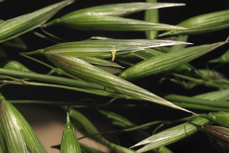 Detailed Picture 2 of Cultivated Oat
