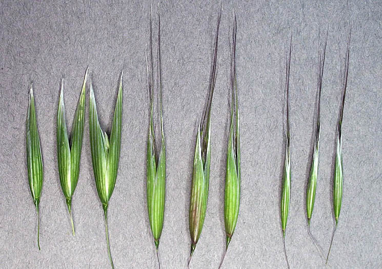 Detailed Picture 8 of Cultivated Oat