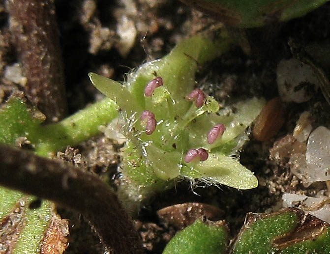 Detailed Picture 1 of Asian Ponysfoot