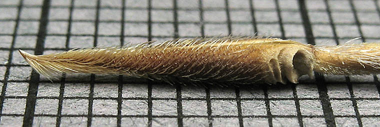 Detailed Picture 10 of Long-beaked Filaree