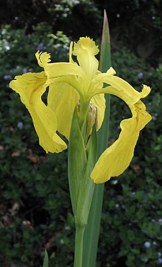Detailed Picture 3 of Yellow Water Iris