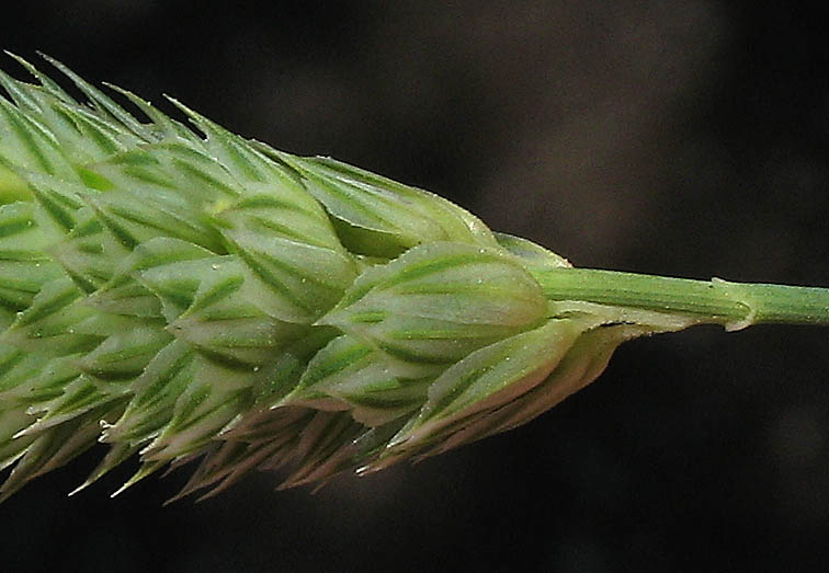 Detailed Picture 2 of Lesser Canarygrass