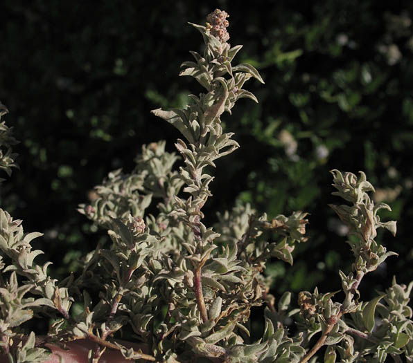 Detailed Picture 4 of Coulter's Saltbush