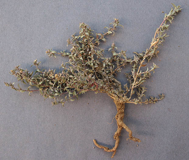 Detailed Picture 5 of Coulter's Saltbush