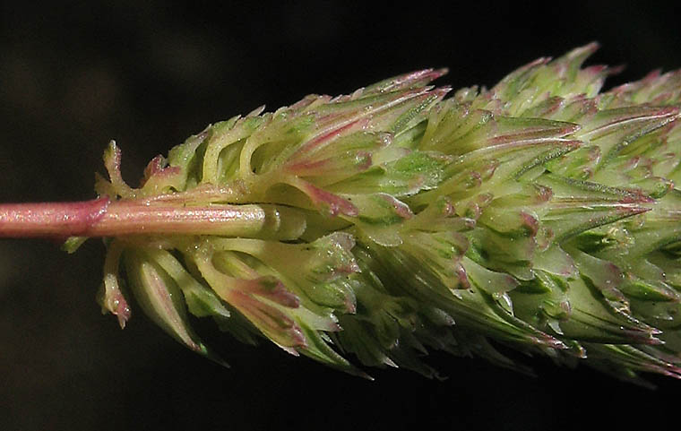 Detailed Picture 5 of Hooded Canarygrass