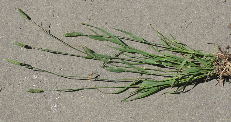 Detailed Picture 7 of Lesser Canarygrass
