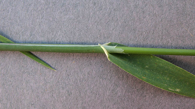 Detailed Picture 8 of Lesser Canarygrass