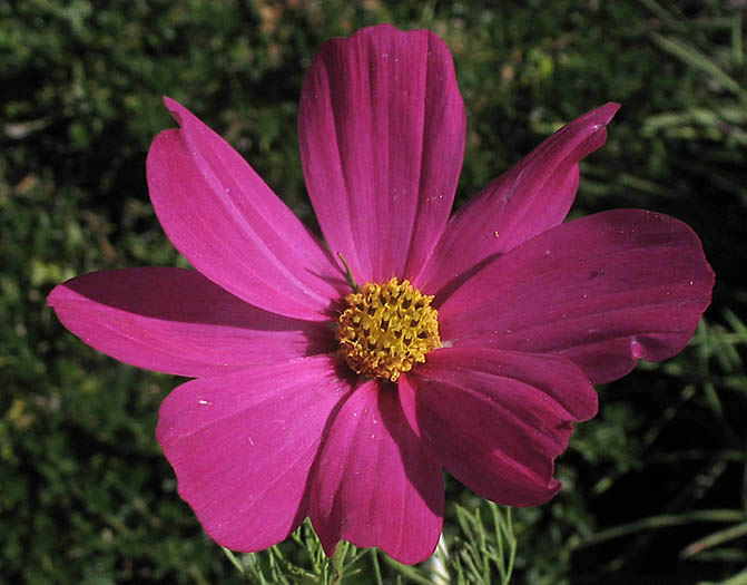 Detailed Picture 1 of Garden Cosmos