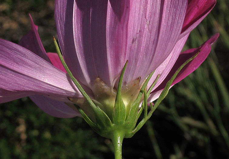 Detailed Picture 4 of Garden Cosmos