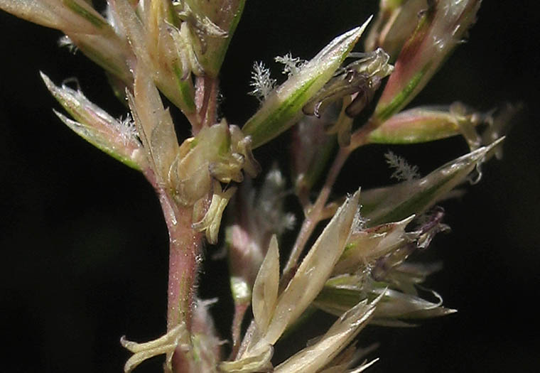 Detailed Picture 1 of Prairie Junegrass