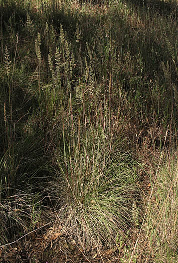 Detailed Picture 7 of Prairie Junegrass