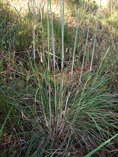 Detailed Picture 8 of Prairie Junegrass