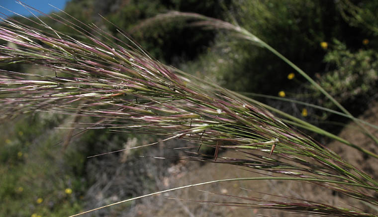 Detailed Picture 2 of Giant Stipa