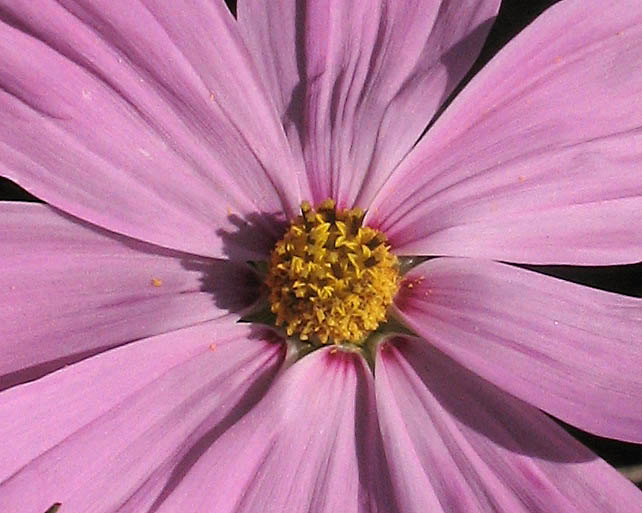 Detailed Picture 3 of Garden Cosmos