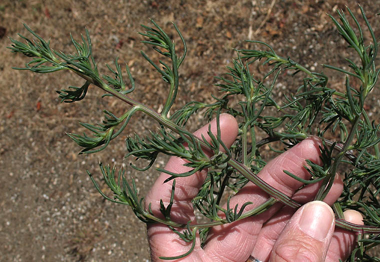 Detailed Picture 3 of Russian Thistle