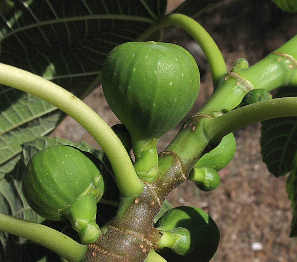 Detailed Picture 1 of Edible Fig