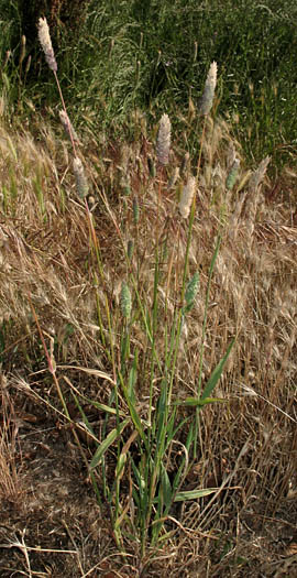 Detailed Picture 6 of Lesser Canarygrass