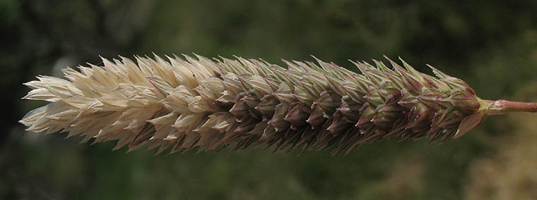 Detailed Picture 3 of Lesser Canarygrass
