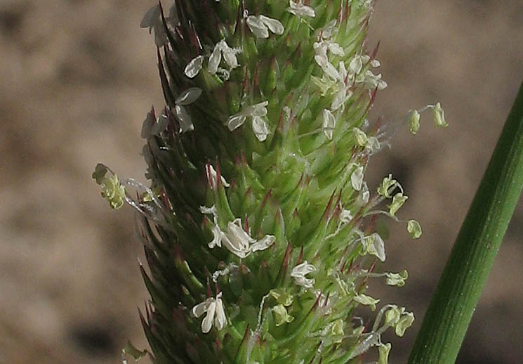Detailed Picture 2 of Hooded Canarygrass
