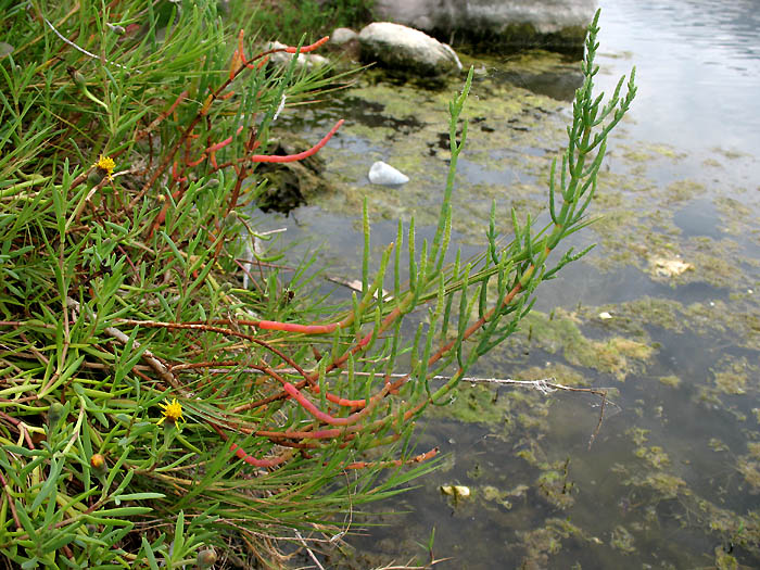Detailed Picture 6 of Woody Glasswort