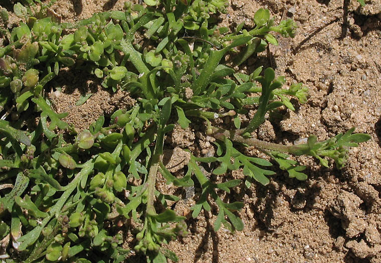Detailed Picture 5 of Upright Pepperweed