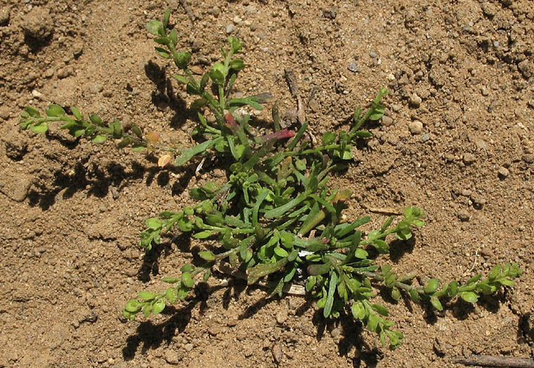 Detailed Picture 6 of Upright Pepperweed