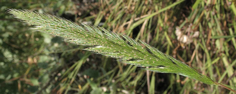 Detailed Picture 1 of Nit Grass