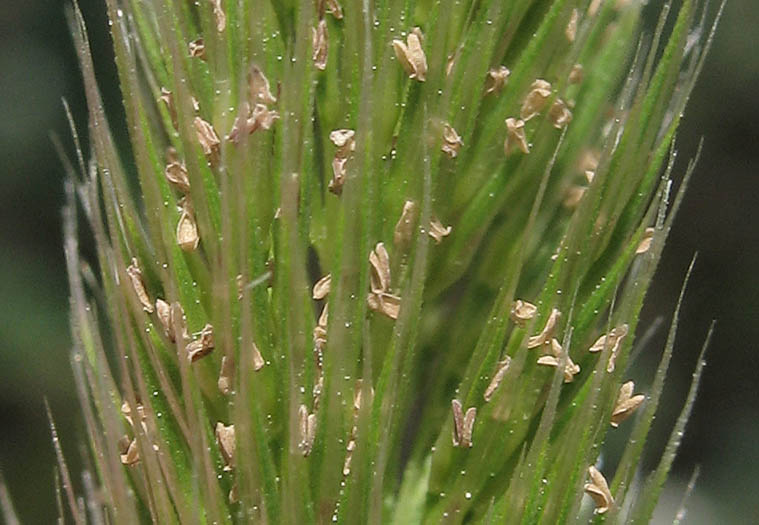 Detailed Picture 2 of Nit Grass