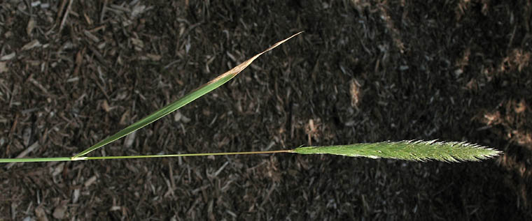 Detailed Picture 3 of Nit Grass