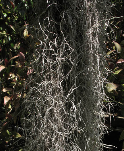 Detailed Picture 6 of Spanish Moss