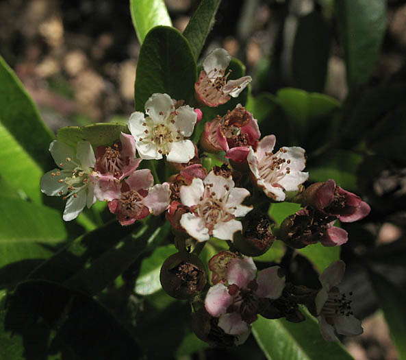 Detailed Picture 4 of Narrow-leaved Firethorn