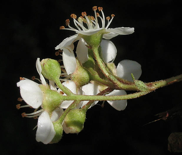 Detailed Picture 3 of Narrow-leaved Firethorn