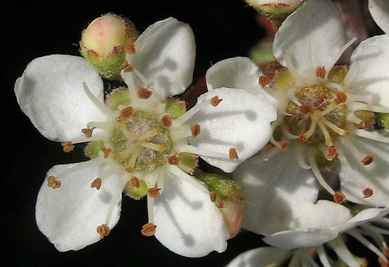 Detailed Picture 2 of Narrow-leaved Firethorn