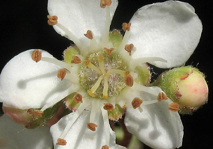 Detailed Picture 1 of Narrow-leaved Firethorn