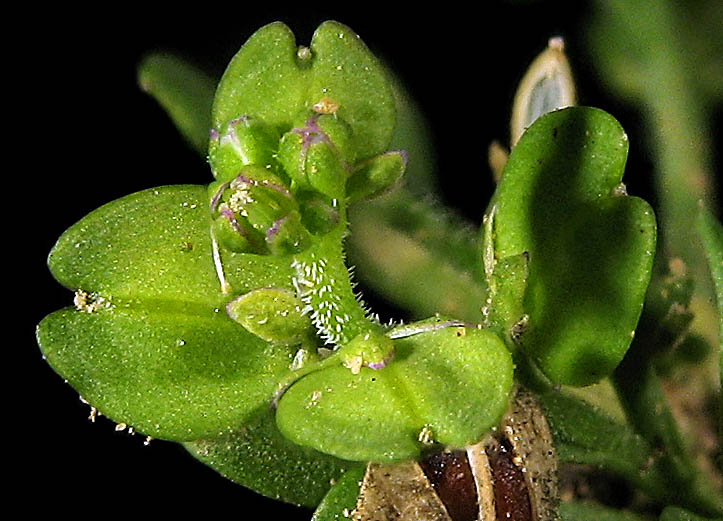 Detailed Picture 1 of Upright Pepperweed