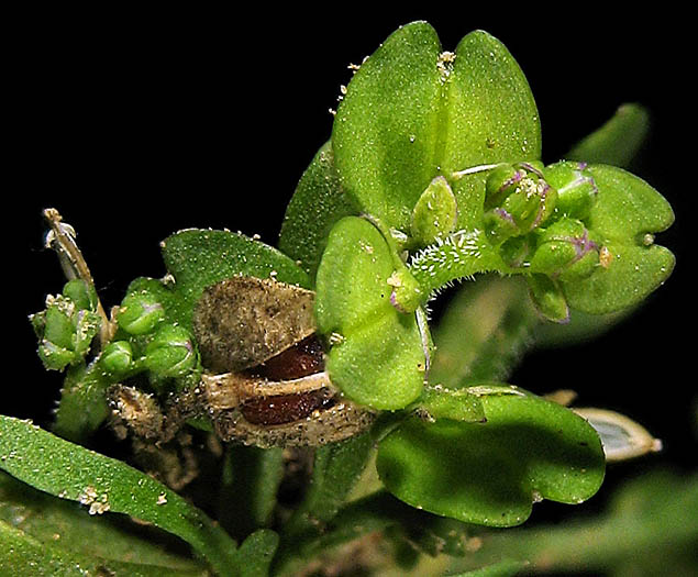 Detailed Picture 3 of Upright Pepperweed