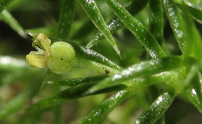 Detailed Picture 3 of Phlox-leaved Bedstraw