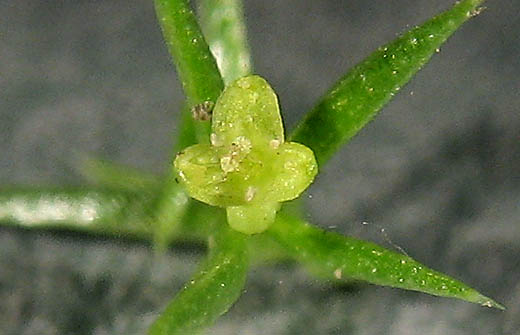 Detailed Picture 2 of Phlox-leaved Bedstraw