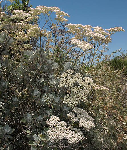 Detailed Picture 3 of Santa Catalina Island Buckwheat