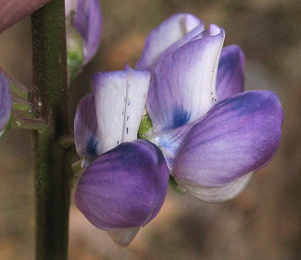 Detailed Picture 1 of Broad-leaved Lupine