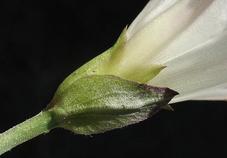Detailed Picture 7 of South Coast False Bindweed