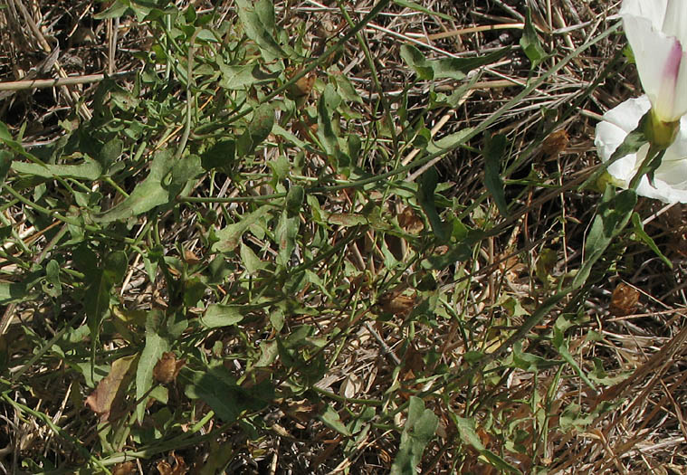 Detailed Picture 5 of South Coast False Bindweed