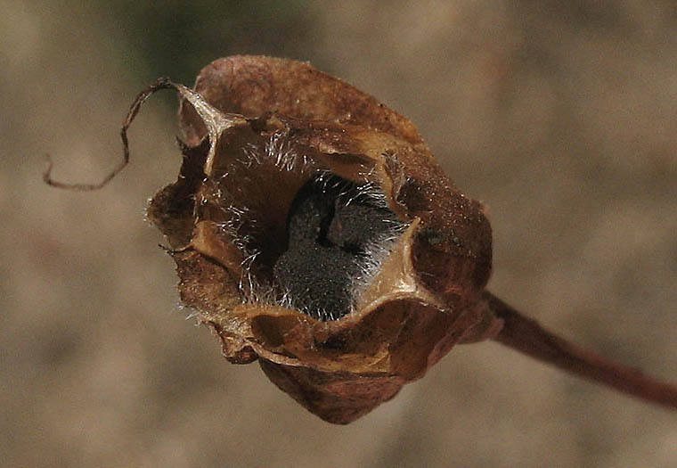 Detailed Picture 8 of South Coast False Bindweed