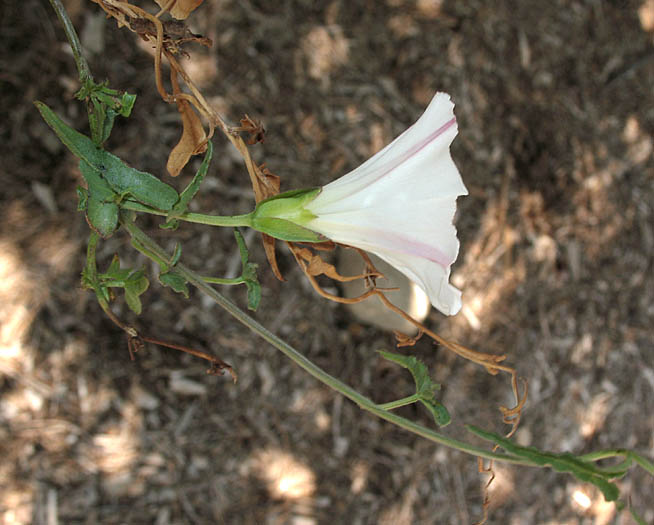 Detailed Picture 4 of South Coast False Bindweed