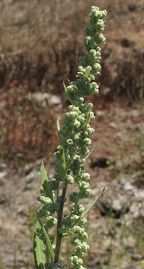 Detailed Picture 4 of Pitseed Goosefoot